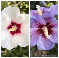 3 Stück Hibiskus ca 120 cm weiß und lila winterhart wunderschön Berlin - Treptow Vorschau