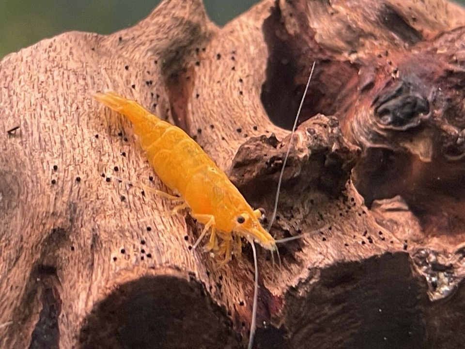 Orange Fire Garnele 2.50€  Neocaridina davidi in Rangendingen