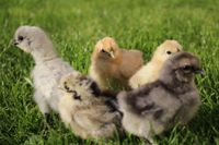 Zwergseidenhühner Küken und Jungtiere reinrassig und zutraulich Bayern - Obernzell Vorschau