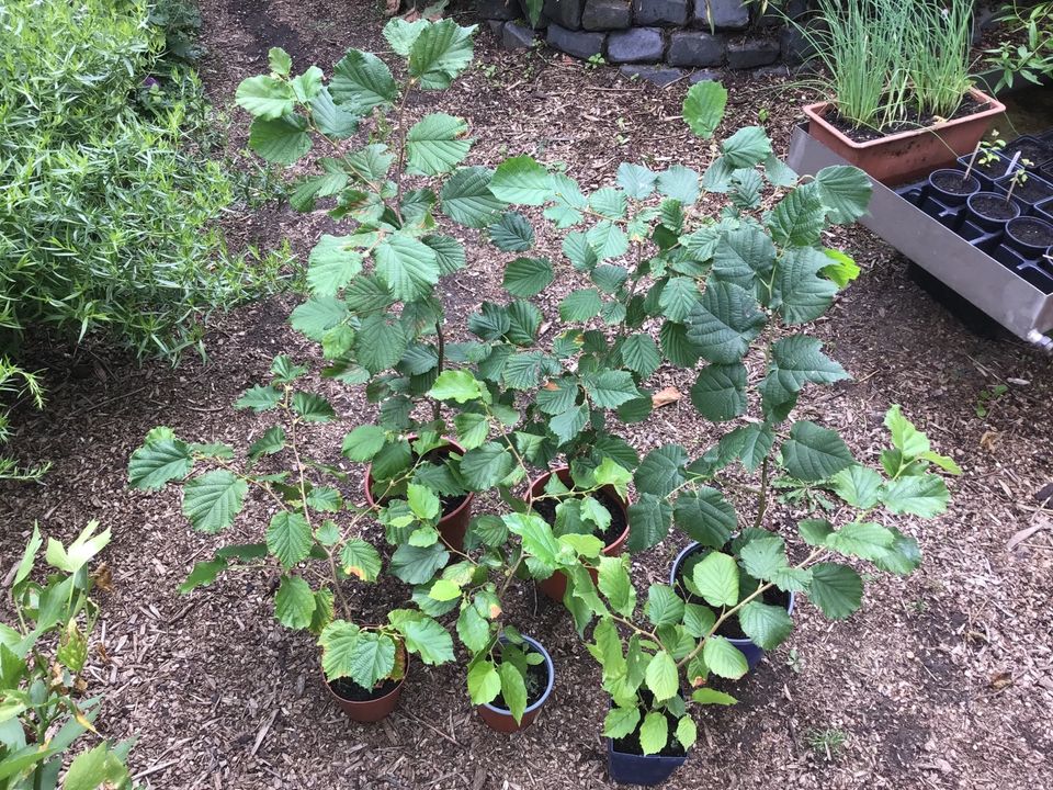 Haselnusss (Corylus avellana) - im Topf gewachsen - winterhart in Viersen