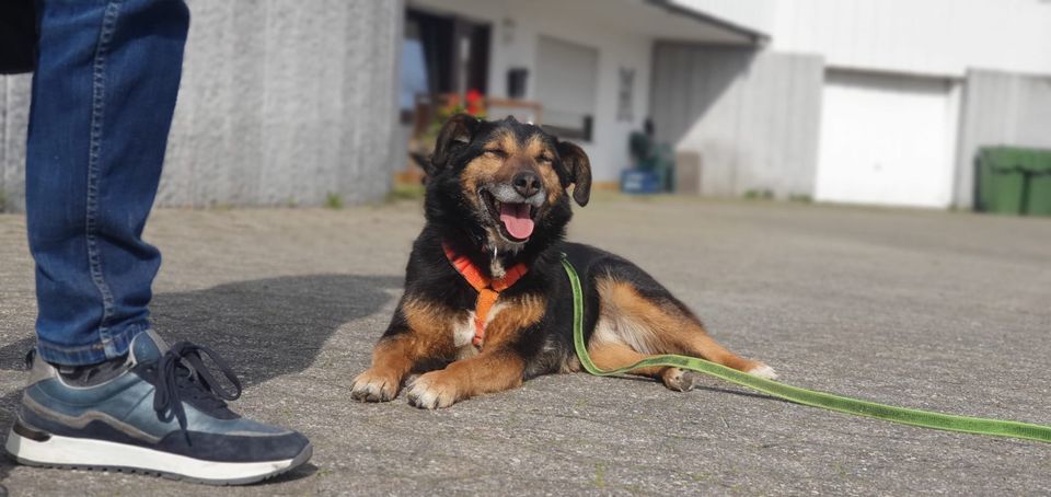 Mischlingshündin Malou in Kehl aus Tierschutz in Kehl