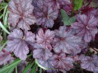 Heuchera Purpurglöckchen Berry Smoothie Staude Blattschmuck Niedersachsen - Bad Pyrmont Vorschau