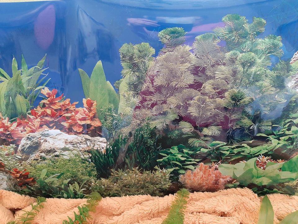 Künstliche Pflanzen und Bild für Aquarium in Halle