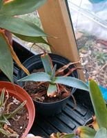 Agave Pflanze mediterrane Niedersachsen - Scheeßel Vorschau