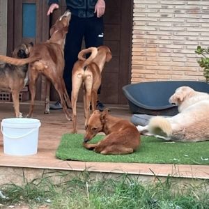 Podenco Mischling Derio- Frechdachs will die Welt erkunden in Emmendingen