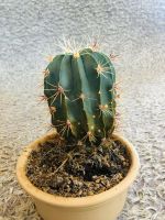 Kakteen Kaktus Cactus 18 cm hoch, 49 cm Umfang Nordrhein-Westfalen - Siegen Vorschau