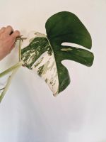 Monstera variegata Steckling Ableger bewurzelt panaschiert Bayern - Kemnath Vorschau