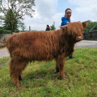 Highland Cattle Färse biozertifiziert Hessen - Haunetal Vorschau