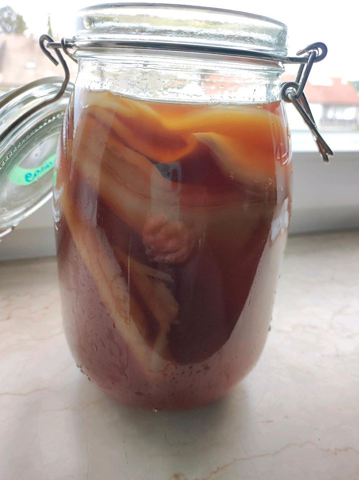 Kombucha Pilz, Scoby abzugeben in Kaufering