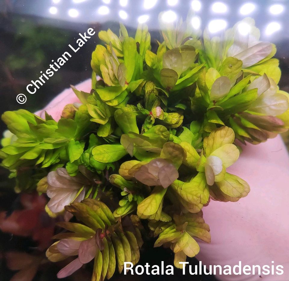 ⭐☘️✨Die Rarität✨ Rotala sp. Tulunadensis in Meppen