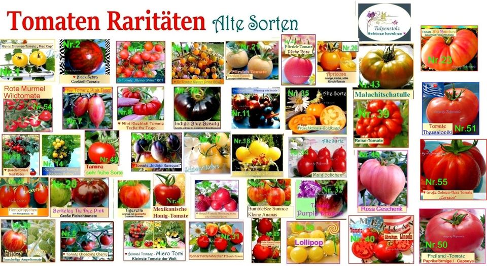 ♥ BIO Lieblings - Tomaten,Samen Alte Sorten,samenfest Tulpenstolz in Hamburg