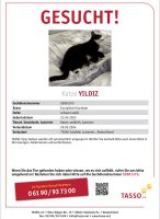 !!!KATZE VERMISST/ENTLAUFEN ODER MITGENOMMEN!!!! Baden-Württemberg - Sulzfeld Vorschau