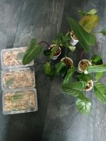 Ableger Pakete Philodendron, Syngonium, Monstera Nordrhein-Westfalen - Datteln Vorschau