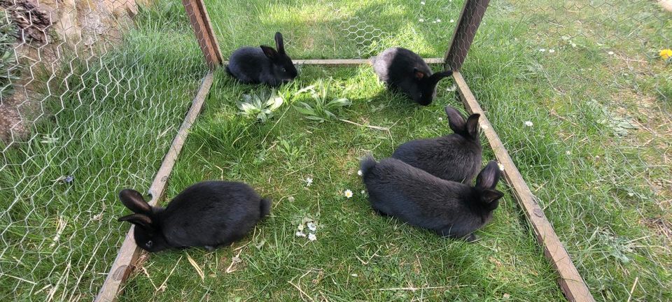 Stallhasen Kaninchen mix in Bad Salzungen