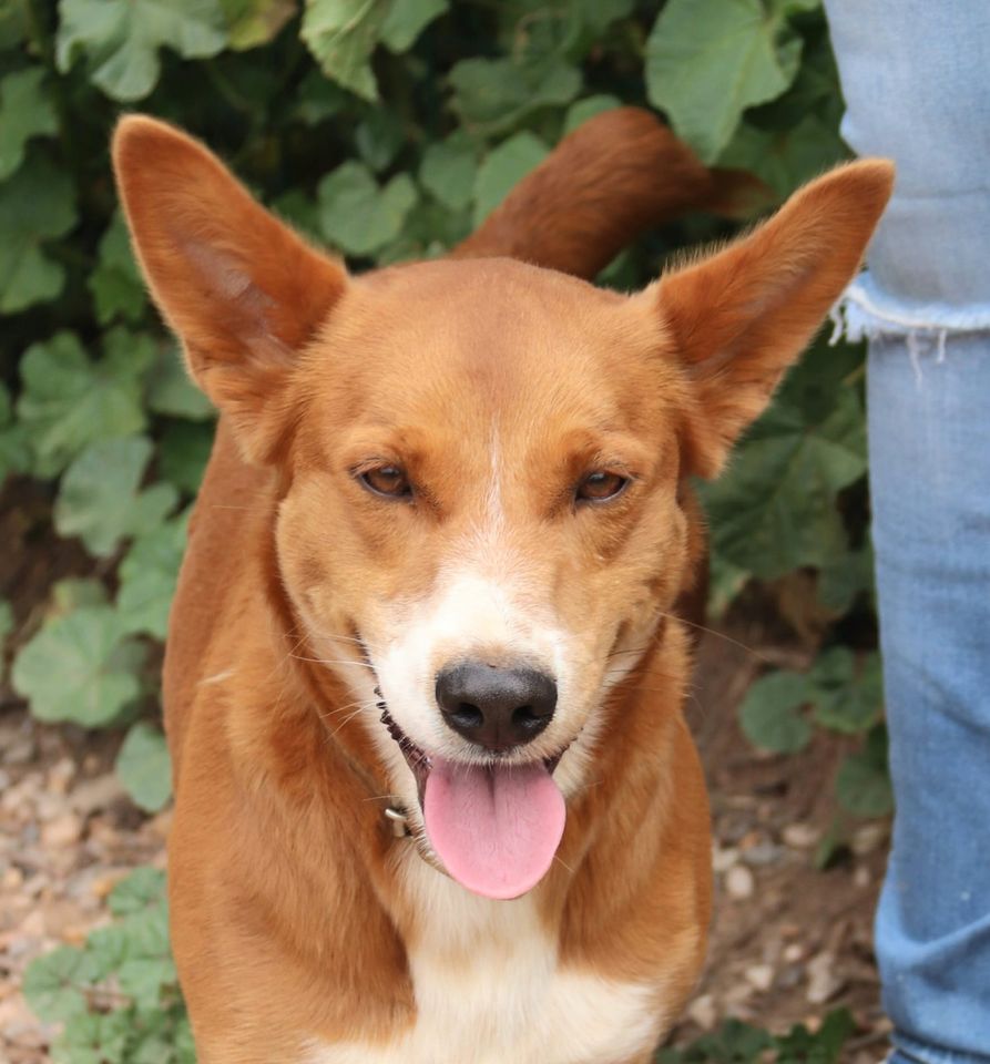 Kleiner Winston sucht ein tolles Zuhause in Leverkusen