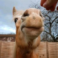 Wunderschöne freche Haflinger Stute Sachsen-Anhalt - Dessau-Roßlau Vorschau