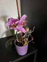 Orchidee in Blühte inkl. Übertopf Düsseldorf - Düsseltal Vorschau