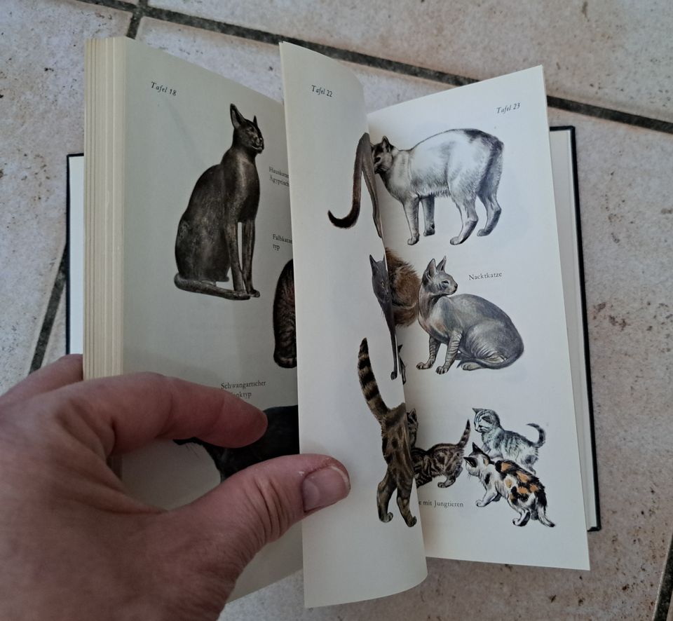 Die Katzen, Groß,- Mittel,- Klein- und Hauskatzen der Erde, Profe in Merseburg