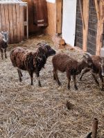 Soay Schafe Schafherde zu verkaufen Baden-Württemberg - Engstingen Vorschau