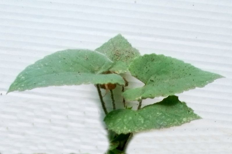 Lunaria annua, Silberblatt, Mondviole - ca 25 einjährige Pflanzen in Mutterstadt