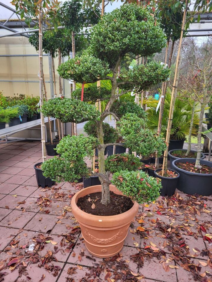 Formschnitte Bonsai Ilex 2mHöhemit Topf 1000€ Baumschule in Lahre