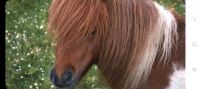 Reitbeteiligung Pony gesucht Niedersachsen - Wildeshausen Vorschau