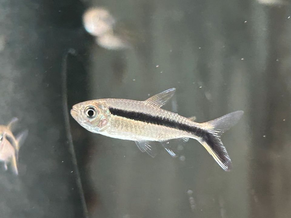 Schrägschwimmer  2,50€ Thayeria boehlkei in Rangendingen