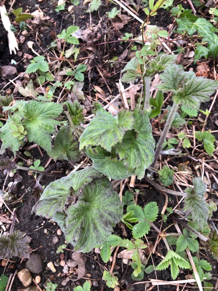 Pflanzen: Herbstanemone, Anemone japonica, Staude, zartrosa in Stadtbergen