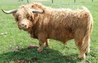 Highland Cattle Bulle Brandenburg - Calau Vorschau