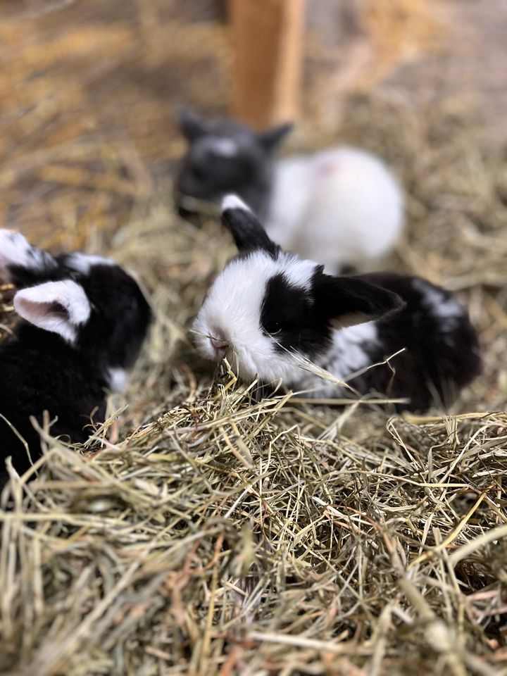 Verkaufe Zwergwidder Babys geimpft ( Zwergkaninchen ) in Bakum