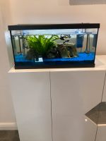 Komplet Aquarium zu verkaufen schau Beschreibung Hessen - Mühlheim am Main Vorschau