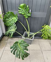 Monstera Pflanze, 2 m breit, 40 cm Blatt, robust, langlebig Hessen - Eschborn Vorschau