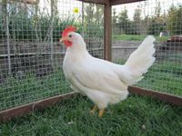 Hühner, Hühnerverkauf Thüringen - Straußfurt Vorschau