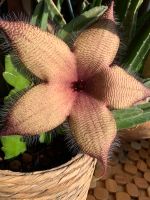 Stapelia Gigantea Kaktus 25cm Blumen  selten Bayern - Eichendorf Vorschau