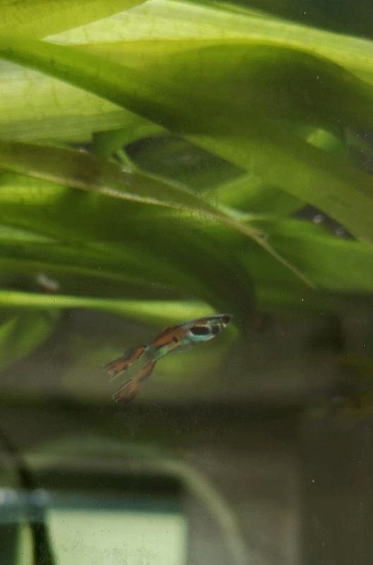 Guppy Pflanze Aquarium Fische in Oberkochen