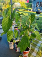 Pflanzen Paprika Gemüsepflanzen Niedersachsen - Hameln Vorschau