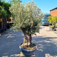 Olivenbaum Olea Europaea 82cm Stammumfang - 190cm hoch Schale 7 Nordrhein-Westfalen - Oberhausen Vorschau