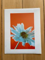 Bilddruck Blue Flower on Orange (Poster) von Habitat Hamburg-Nord - Hamburg Winterhude Vorschau