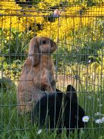 Kaninchen suchen neues Zuhause Niedersachsen - Cuxhaven Vorschau