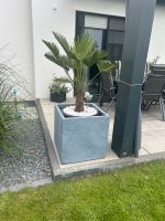 Pflanzen Gartenkübel xxl grau aus Beton Hessen - Bruchköbel Vorschau
