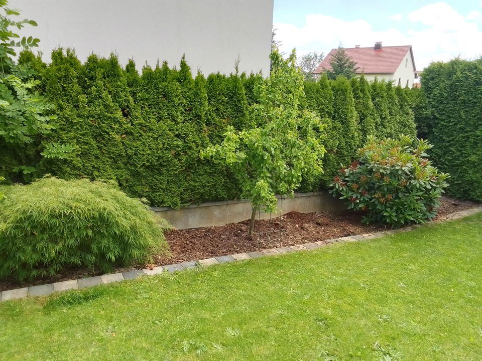 Garten und Landschaftsbau Grünpflege Hecke schneiden Baumpflege R in Berg bei Neumarkt i.d.Opf.