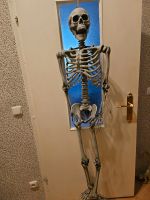 Skelett zu verkaufen Sachsen-Anhalt - Teuchern Vorschau