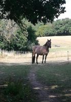 Bewegungsstall Offenstall mit Paddock Trail Hessen - Modautal Vorschau