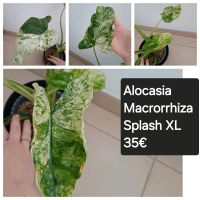 Alocasia Macrorrhiza Splash Bayern - Mindelstetten Vorschau