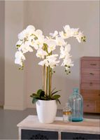 Kunstblume Orchidee  NP 139,99€ Höhe 77cm Nordrhein-Westfalen - Gladbeck Vorschau
