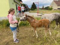 Schimmel Hengstfohlen sucht Traumzuhause Sachsen - Grimma Vorschau