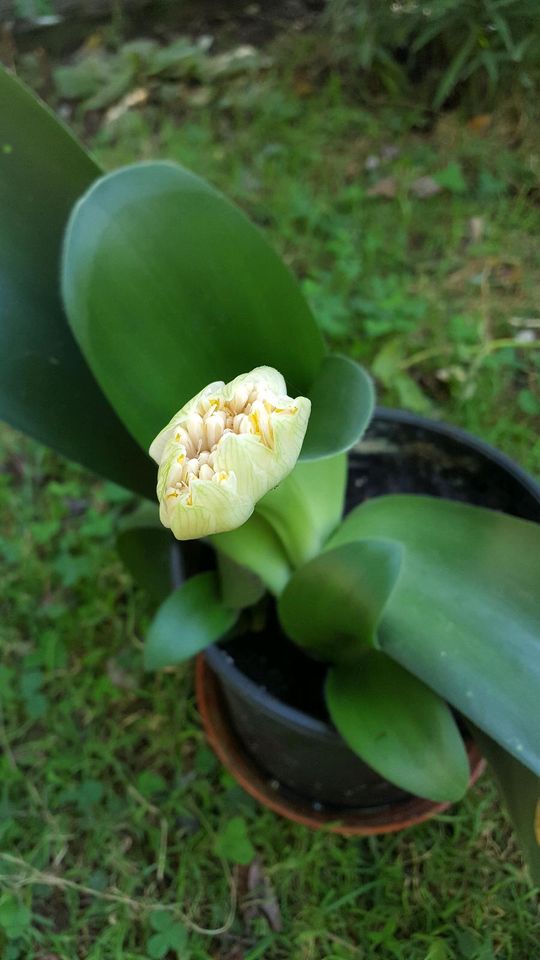 Haemanthus albiflos Blutblumen Amaryllisgewächse Pflanze Ableger in Schelklingen