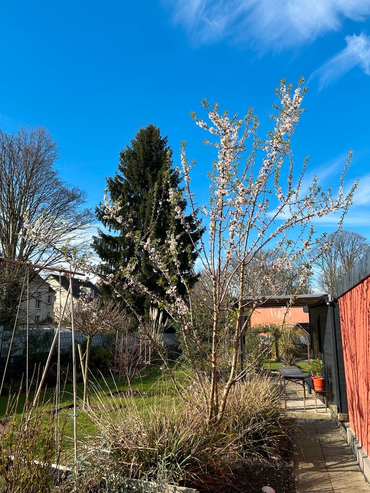 immergrünes XXL Garten-Ziergras 80 cm hoch 120cm breit winterhart in Herne