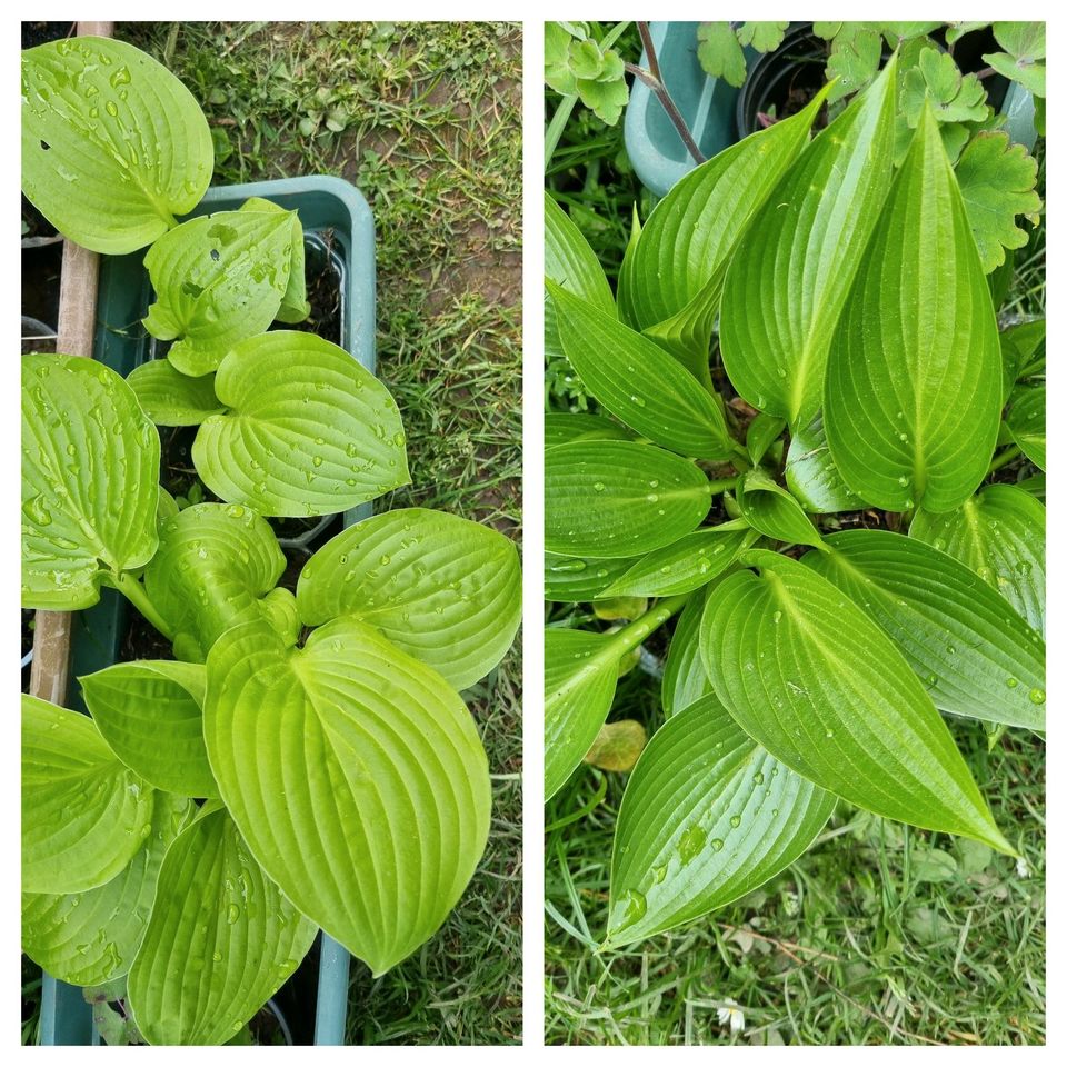 Hosta Funkien Pflanzen verschiedene Sorten Winterhart Mehrjährig in Bad Sooden-Allendorf