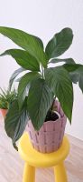 Pflanze SPATHIPHYLLUM  von ikea  50cm  hoch 10 euro Berlin - Mitte Vorschau